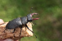 Hirschkäfer Lucanus cervus. Foto: Ben Harink.