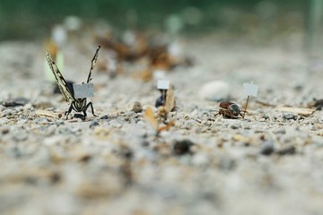 Gläuf zum Bundeshus Idee Christian Ratti Foto 3 Julien Schwab. Vergrösserte Ansicht