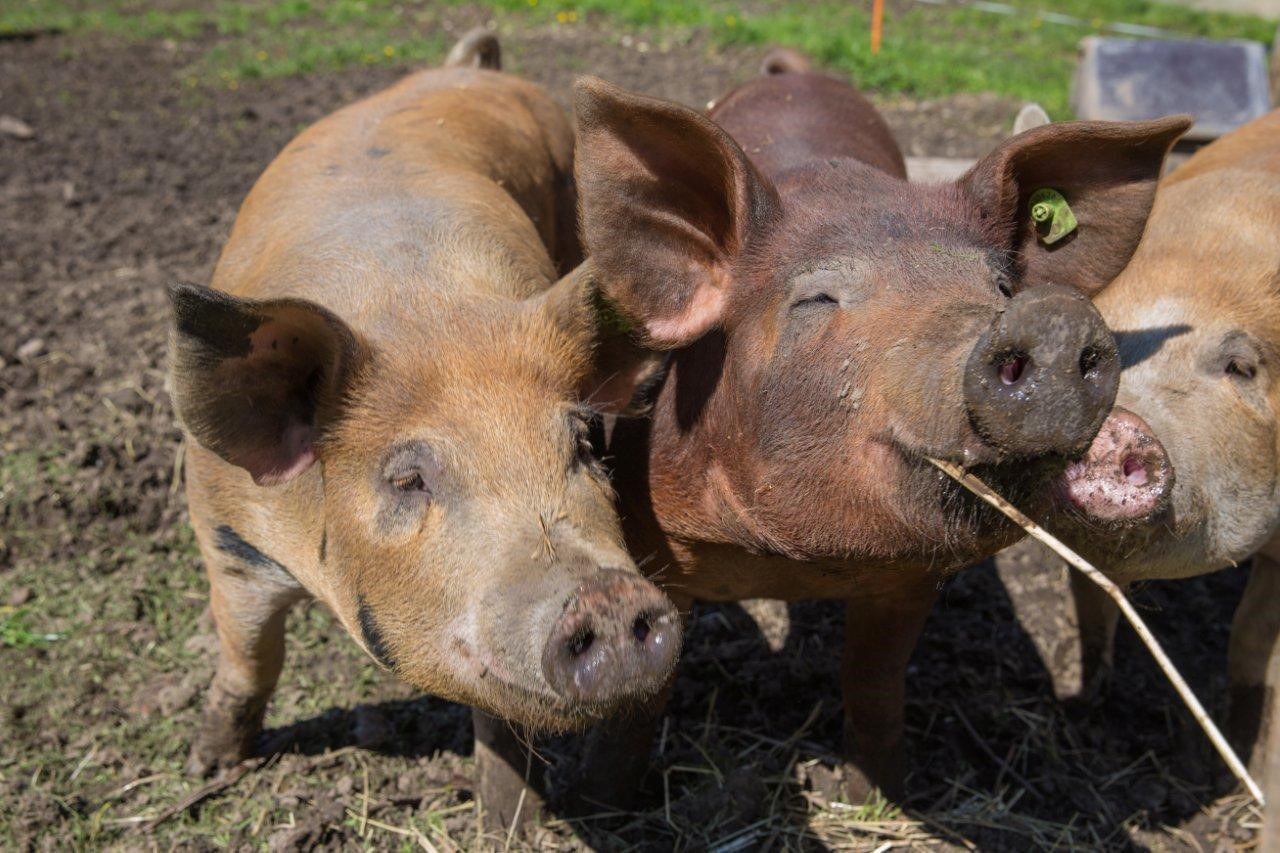 Freilandschweine (Quelle: Katrin Portmann, Biohof Trimstein)