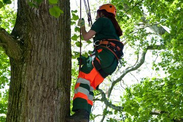 Die Fachgruppe Baumpflege bei der Arbeit im Frühling. Vergrösserte Ansicht