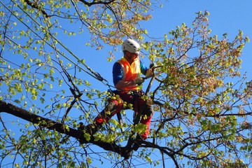 Die Fachgruppe Baumpflege bei der Arbeit im Herbst.. Vergrösserte Ansicht