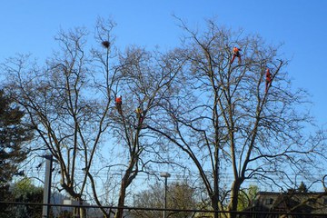 Die Fachgruppe Baumpflege bei der Arbeit im Winter.. Vergrösserte Ansicht