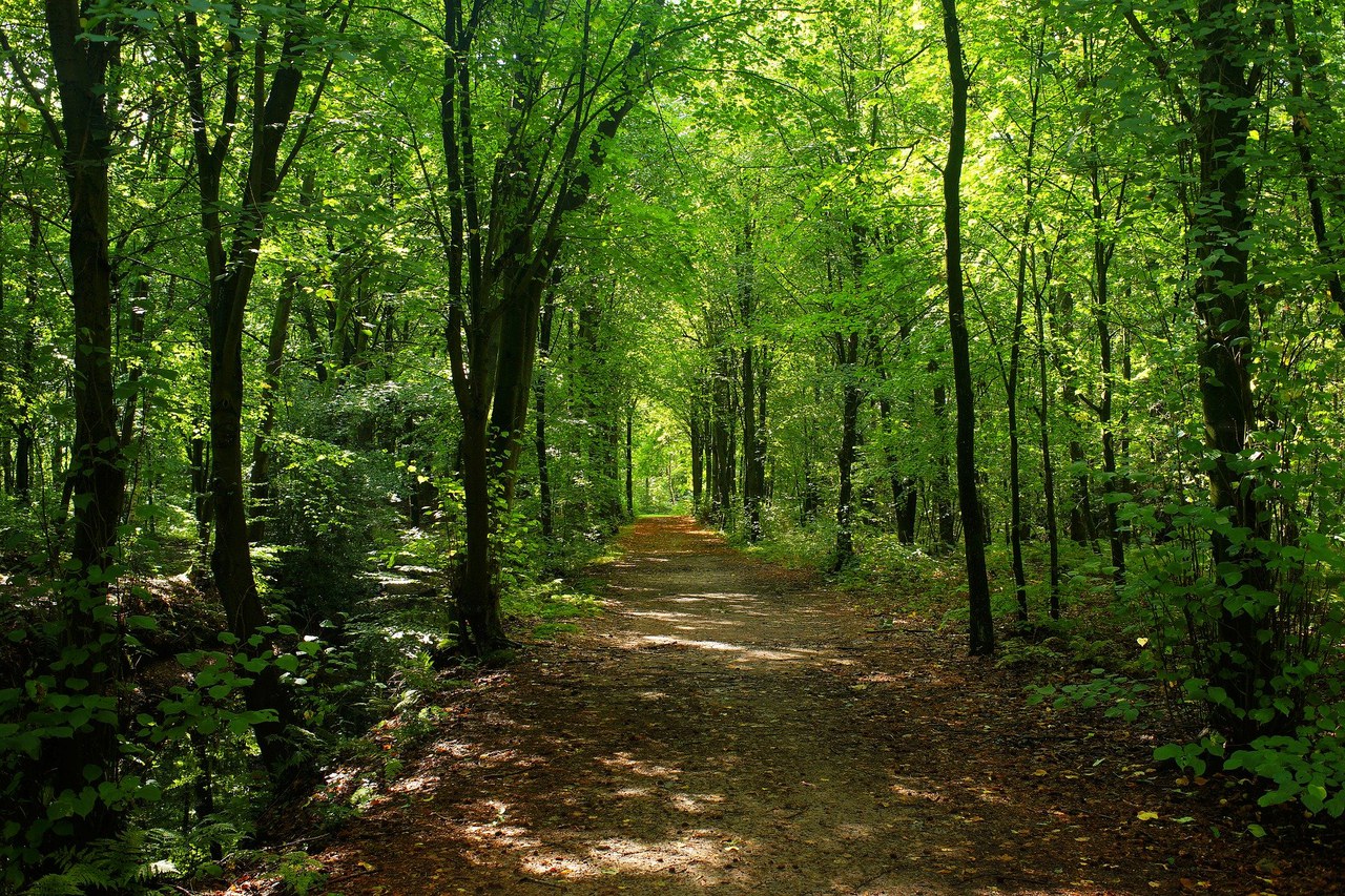 Wald mit Laubbäumen und  Spazierweg