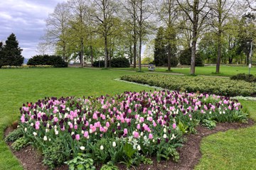 Tulpen in den Rabatten schaffen ab April einen auffallenden Farbaspekt.. Vergrösserte Ansicht