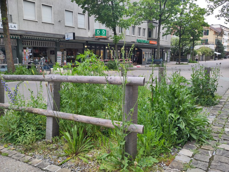 Bepflanzte Ruderalfläche in der Fussgängerzone