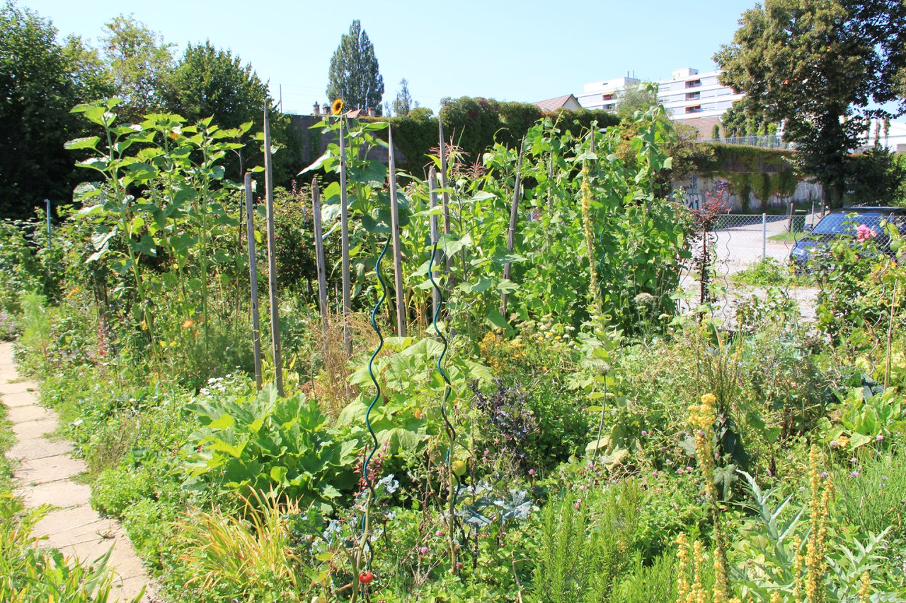 Gartenparzelle mit hochgewachsenen Sonnenblumen und weiteren Pflanzen