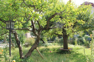 BiodiversitätsGarten. Vergrösserte Ansicht