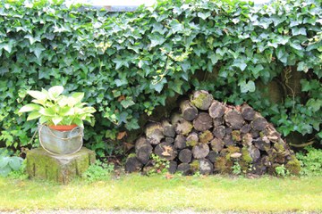 Holzbeige mit Efeu bewachsener Wand im Hintergrund. Vergrösserte Ansicht